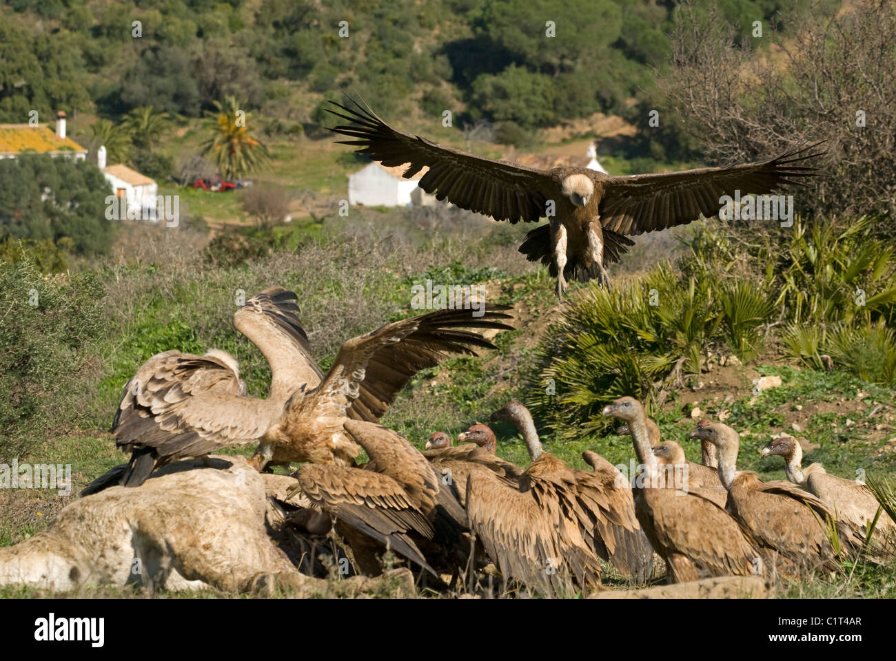 Gänsegeier Fütterung auf Kadaver des Pferdes mit einem im Flug nur über Land und Join gefundenes Fressen Stockfoto