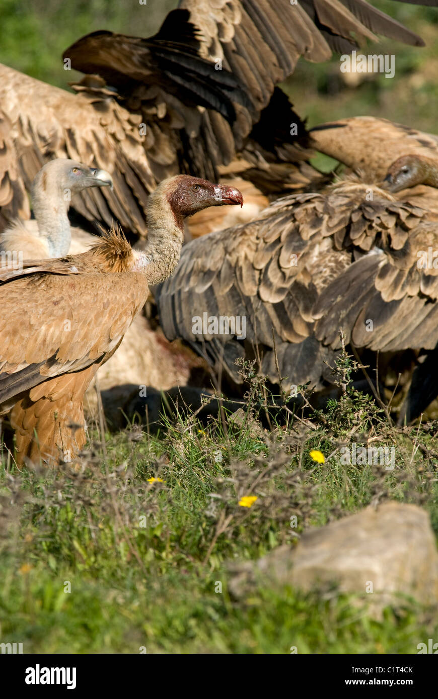 Gänsegeier mit Blut am Gefieder von der Fütterung am Korpus mit mehreren anderen hinter Kadaver streiten Stockfoto