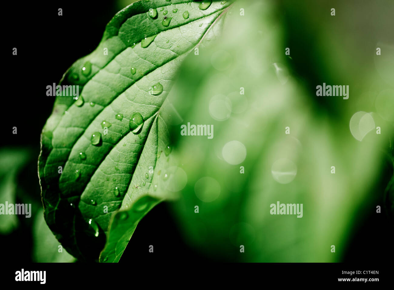 Wassertropfen auf einem lebendigen grünen Blatt Stockfoto