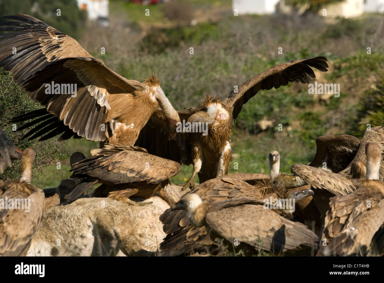 Griffon oder eurasische Geier Landung am Kadaver des Pferdes, wo Dutzende von anderen bereits Fütterung und Kadaver streiten Stockfoto