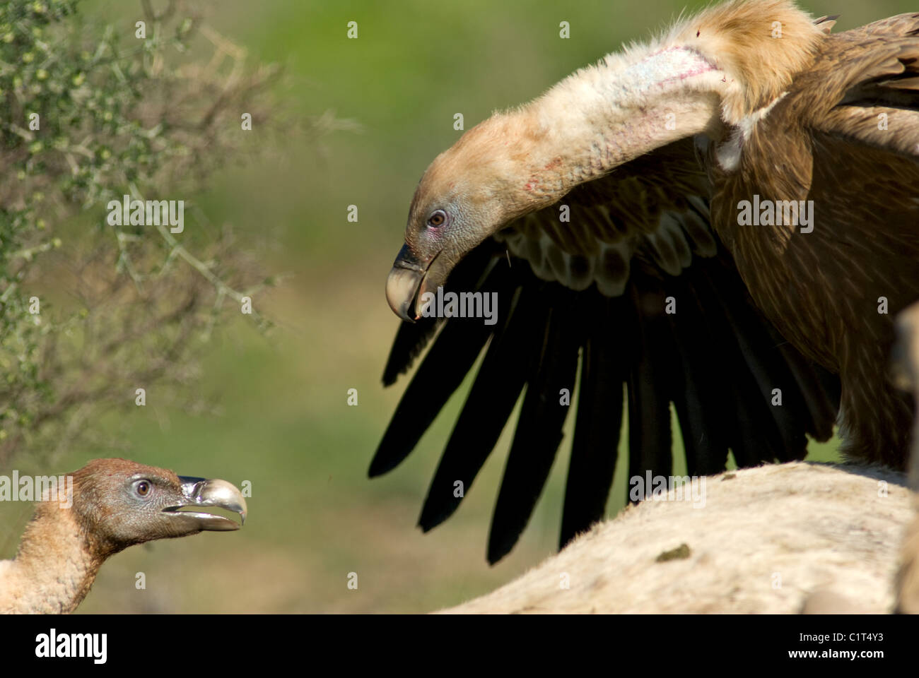 Erwachsenen Griffon oder eurasische Geier stehen auf Kadaver von weißen Pferd mit Flügeln öffnen verteidigt seinen Platz in der Hackordnung Stockfoto