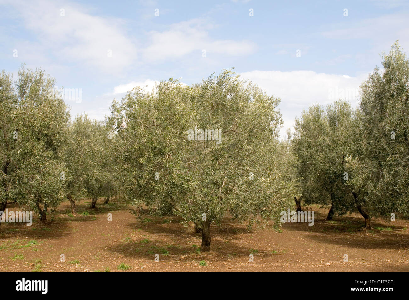Olivenbaum Bäume Grove Groves frische Pflanzung Ernte Öl Italien Italienisch Stockfoto