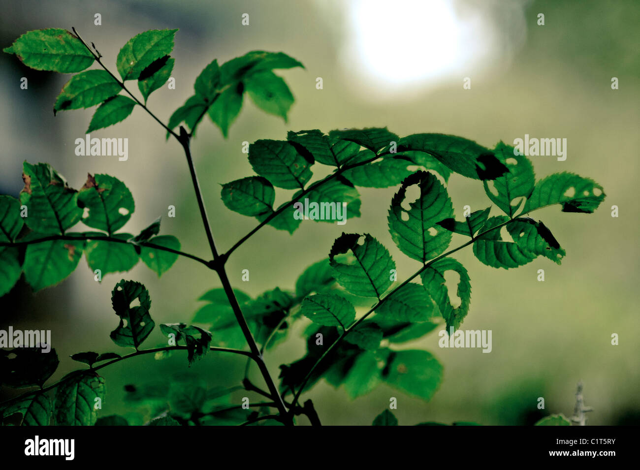 Eine Asche-Bäumchen mit Insekten Löchern Stockfoto