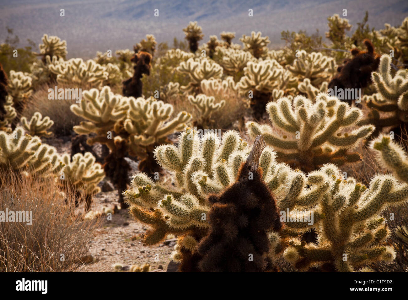 Teddy Bear Cholla (Cylindropuntia Bigelovii) Cholla Cactus Garden Joshua Tree National Park, Twentynine Palms, CA. Stockfoto