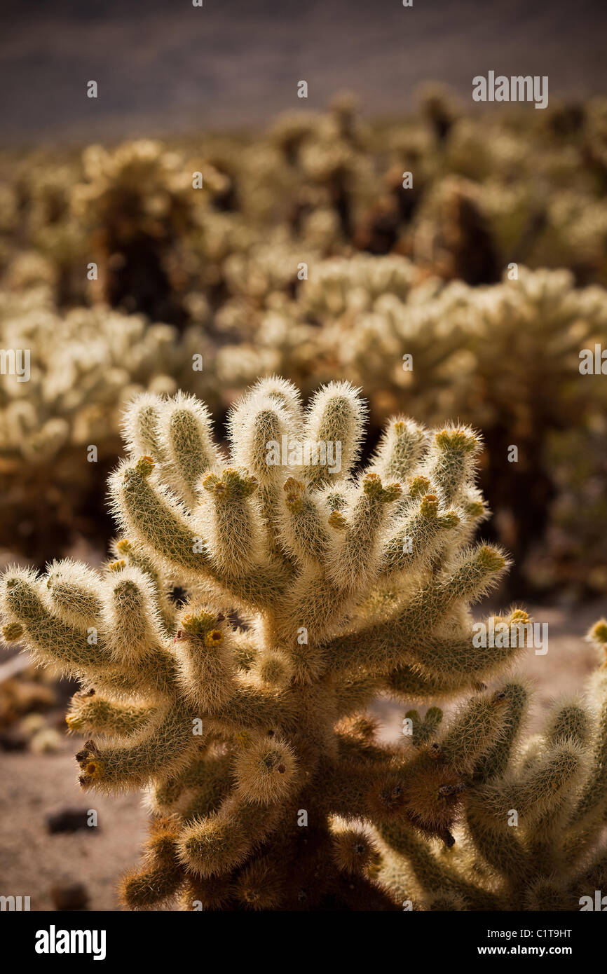 Teddy Bear Cholla (Cylindropuntia Bigelovii) Cholla Cactus Garden Joshua Tree National Park, Twentynine Palms, CA. Stockfoto