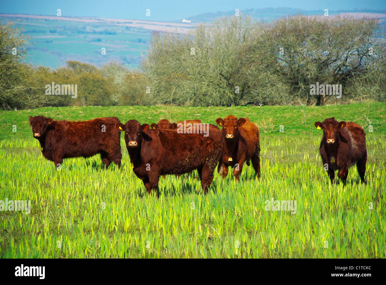 Herde von Galloway-Rindern in einem Feld im Westen von Wales. Stockfoto