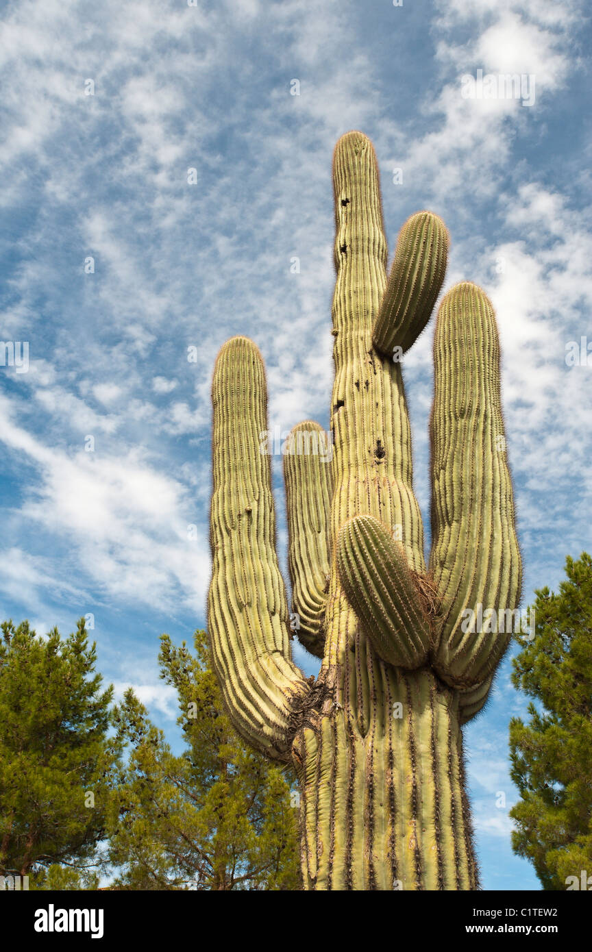 Phoenix, Arizona. Saguaro-Kaktus in Desert Botanical Garden. Stockfoto