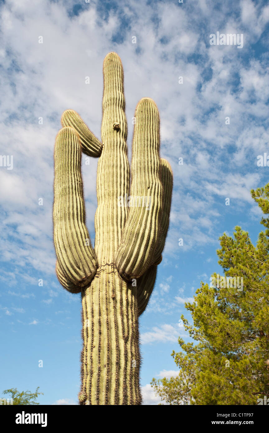 Phoenix, Arizona. Saguaro-Kaktus in Desert Botanical Garden. Stockfoto