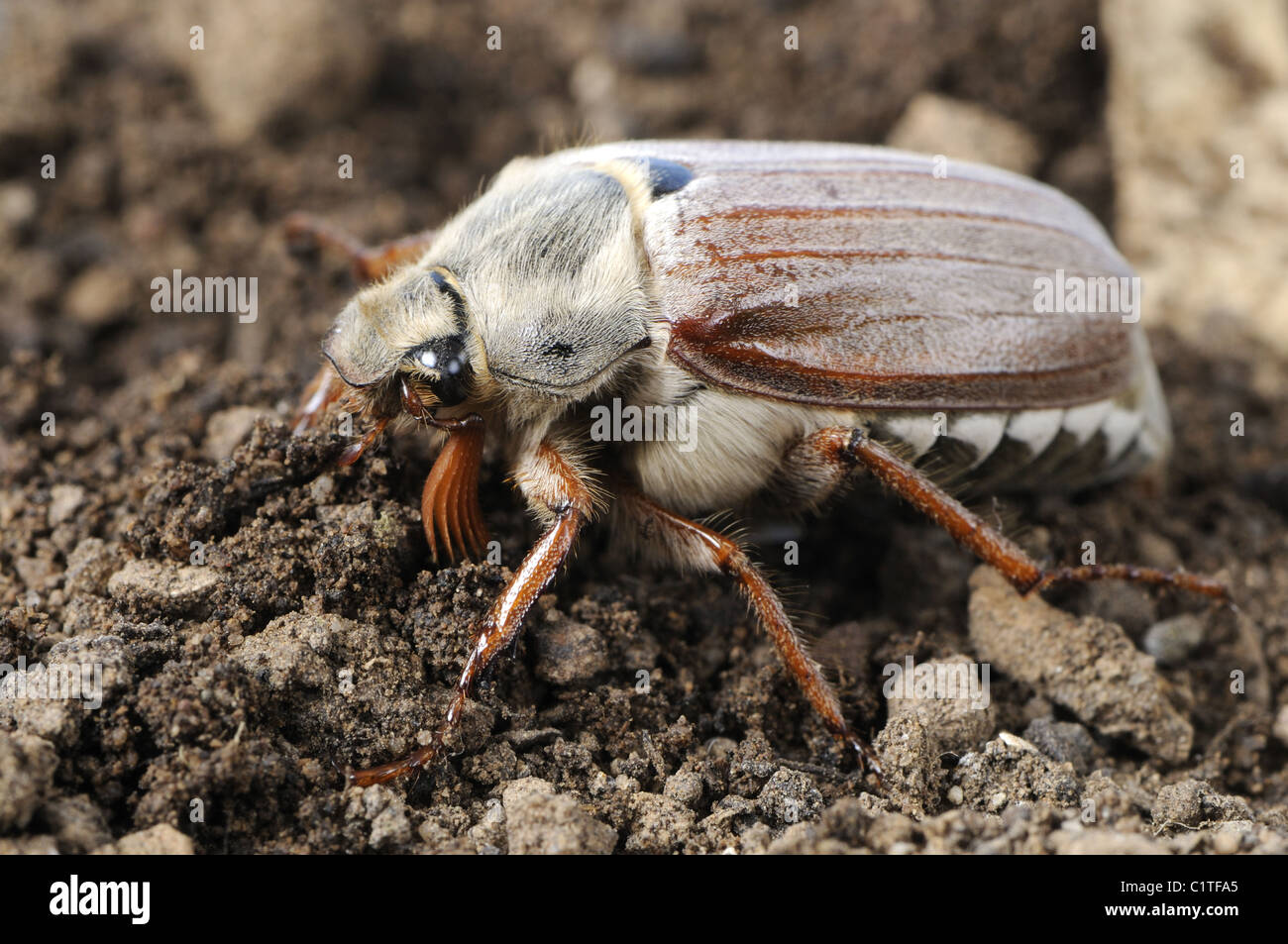 Maikäfer und grub Stockfoto