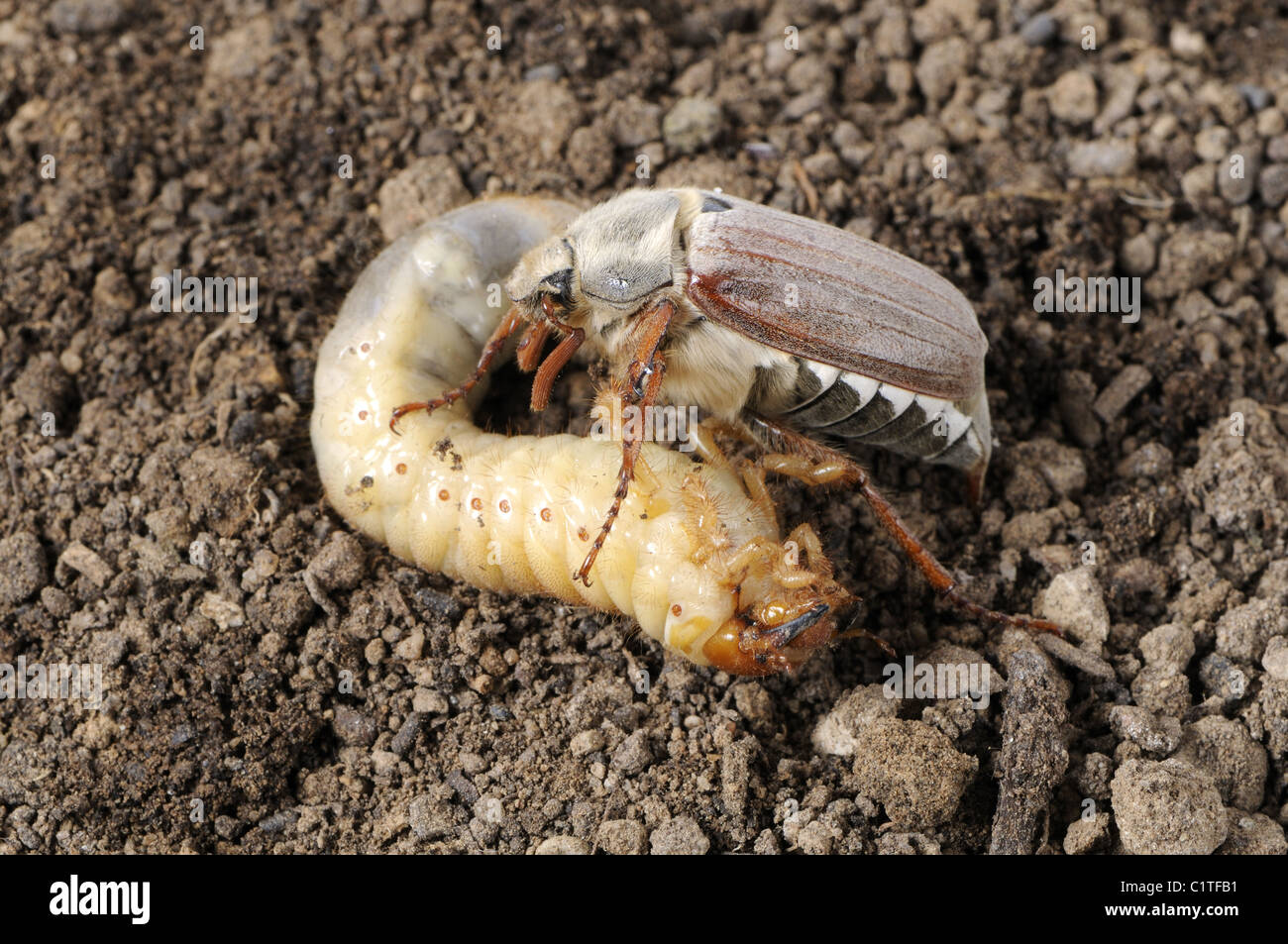 Maikäfer und grub Stockfoto