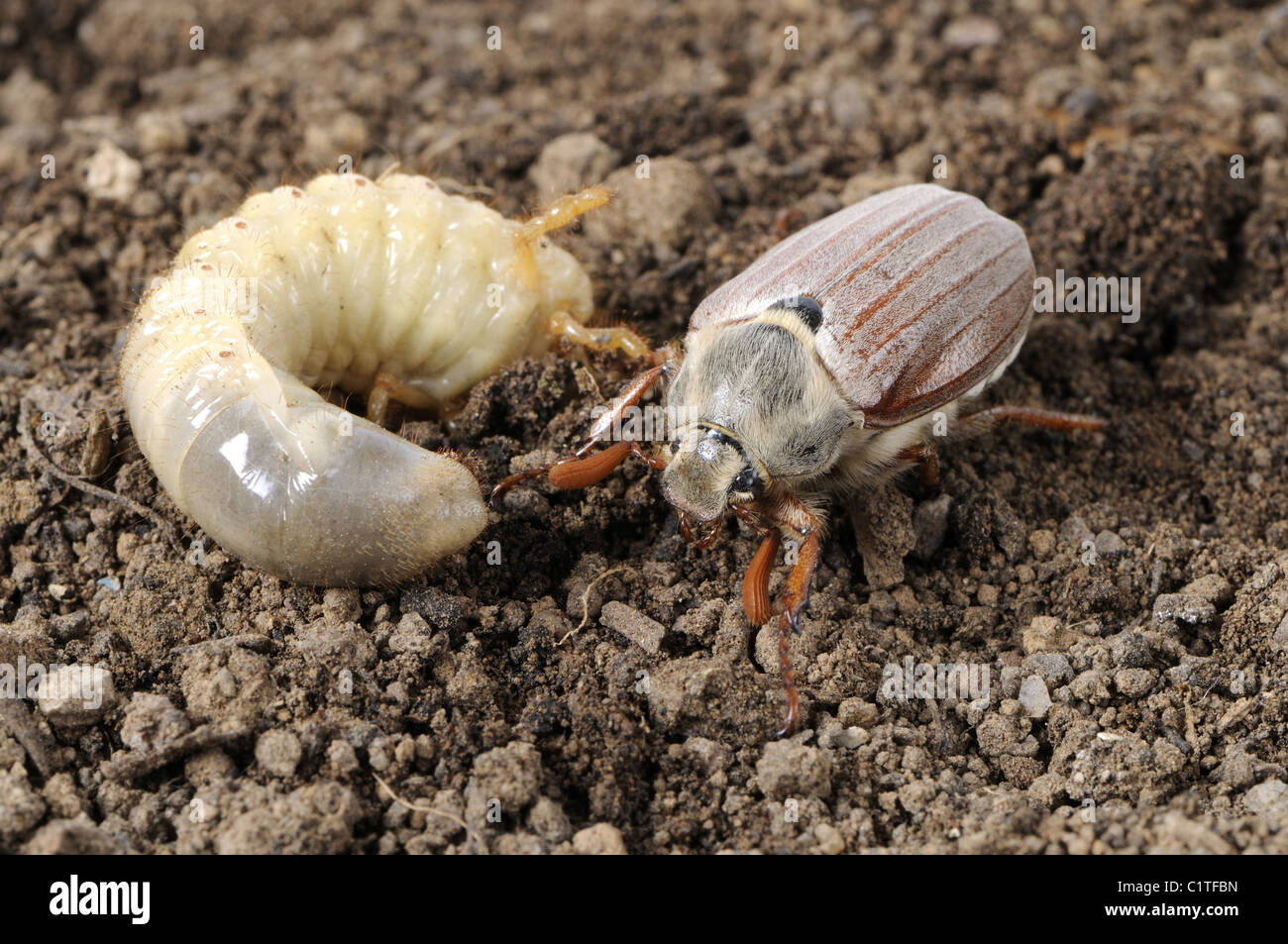Maikäfer und grub Stockfoto