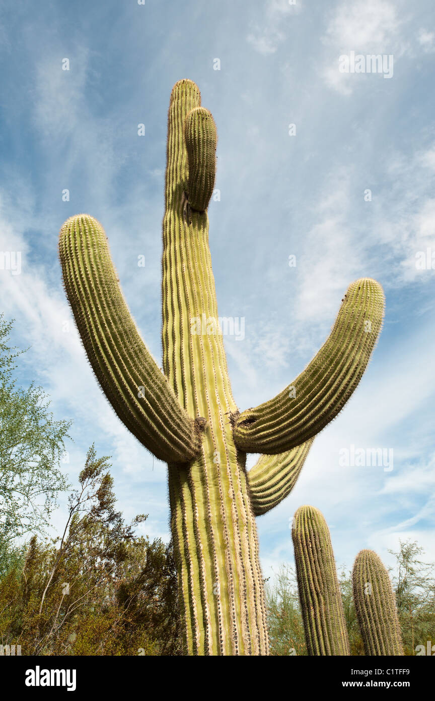 Phoenix, Arizona. Saguaro-Kaktus in Desert Botanical Garden. Stockfoto