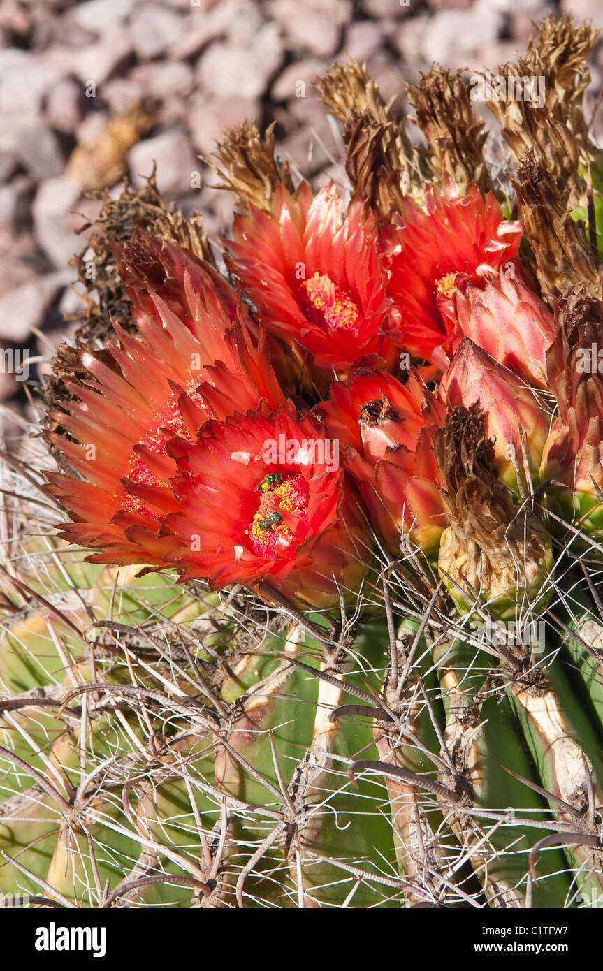 Phoenix, Arizona. Angelhaken Barrel Cactus bei Desert Botanical Garden. Stockfoto