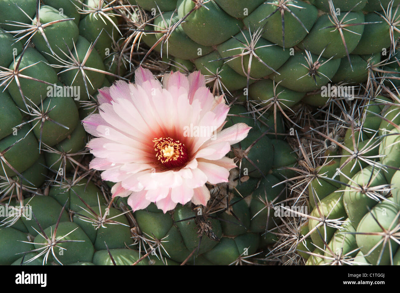 Phoenix, Arizona. Kaktus im Desert Botanical Garden. Stockfoto