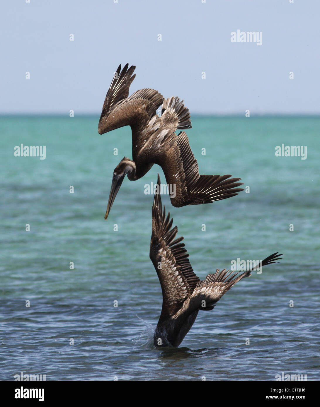 Braune Pelikan Bucht von Biscayne Nationalpark Florida Tauchen Stockfoto