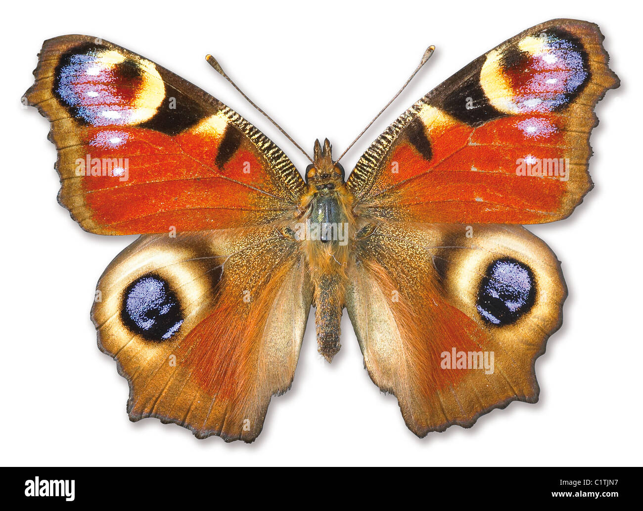 ein wunderschöner Schmetterling, isoliert auf weiss mit einem Beschneidungspfad Stockfoto