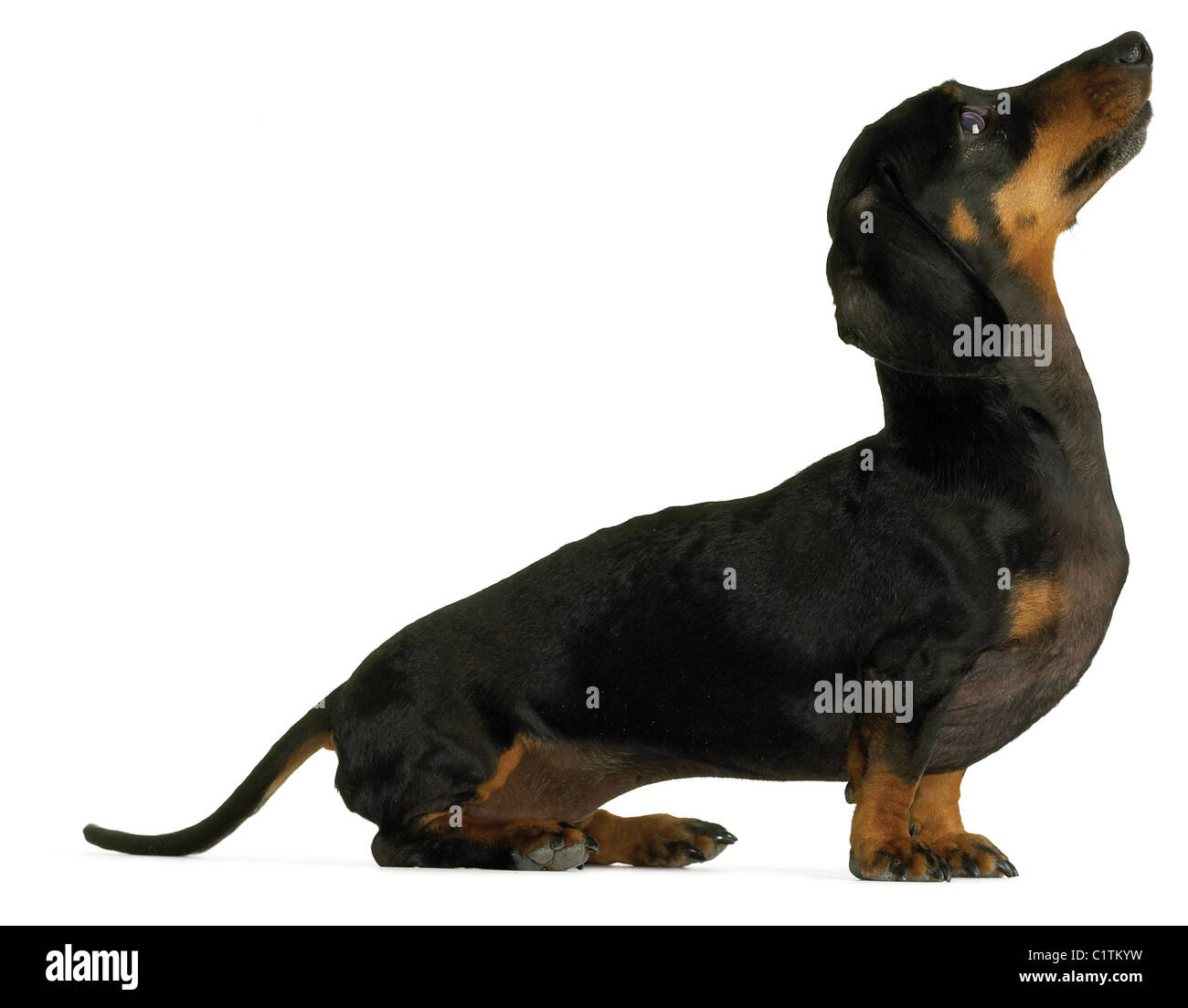 Seitenansicht eines sitzenden Daschund Dackel isoliert auf weißem Hintergrund Stockfoto