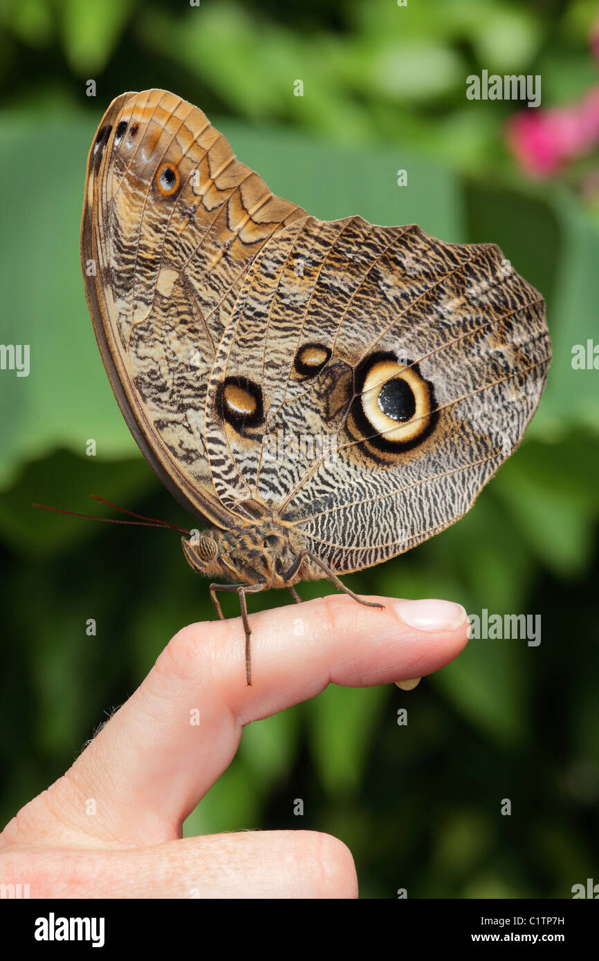Ein Brauner Schmetterling mit schönen Muster sitzt auf Personen finger Stockfoto