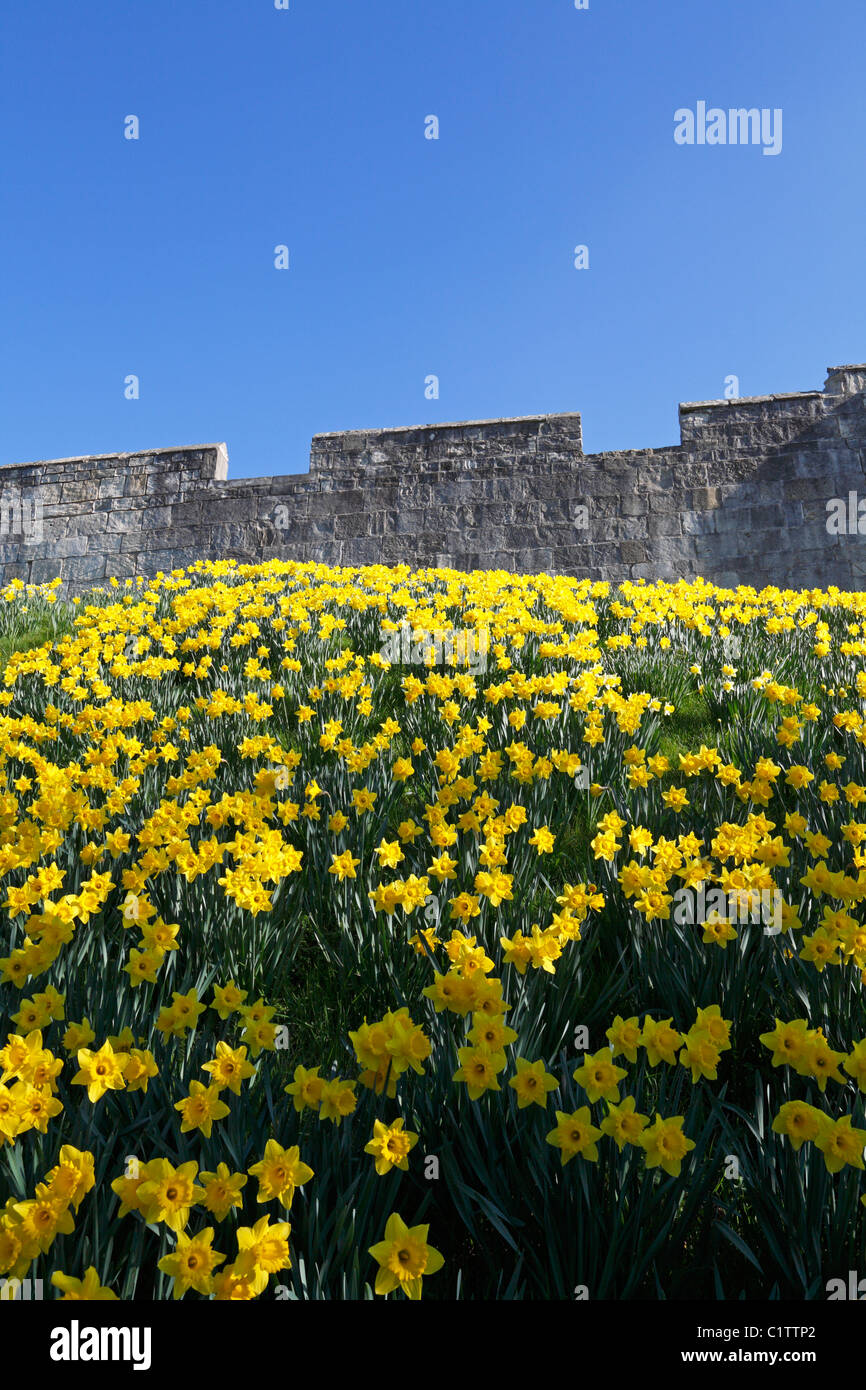 Frühling Narzissen durch die historischen römischen Stadtmauer von York, North Yorkshire, England, UK. Stockfoto