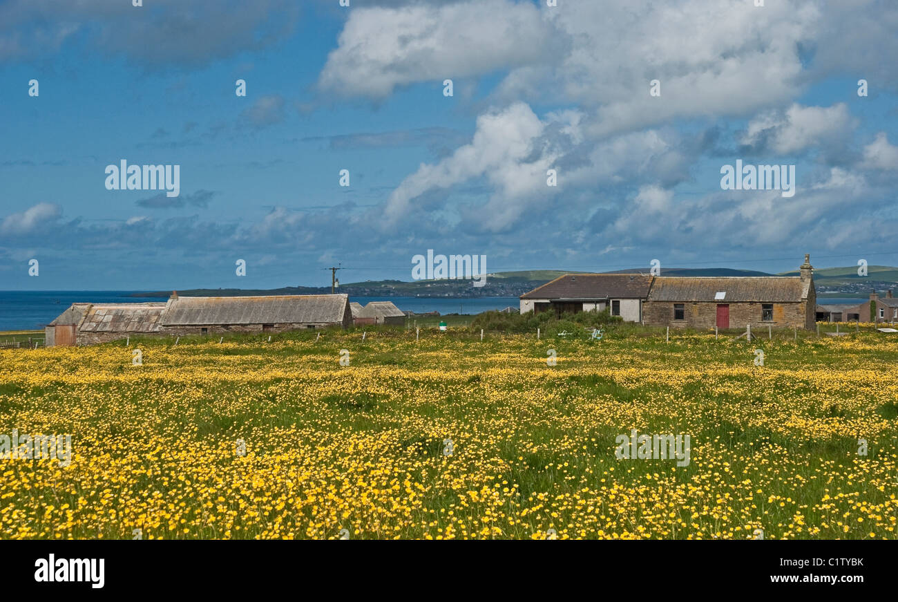 Bauernhof von A694 auf dem Weg zu Stromness auf Orkney Festland mit der Stadt Stromness & Hafen nur sichtbar über Bucht gesehen. Stockfoto