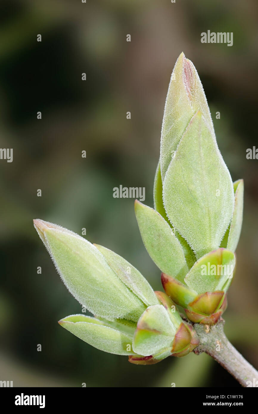 Neue lila Blätter kurz nach dem Bruch Knospe. Stockfoto