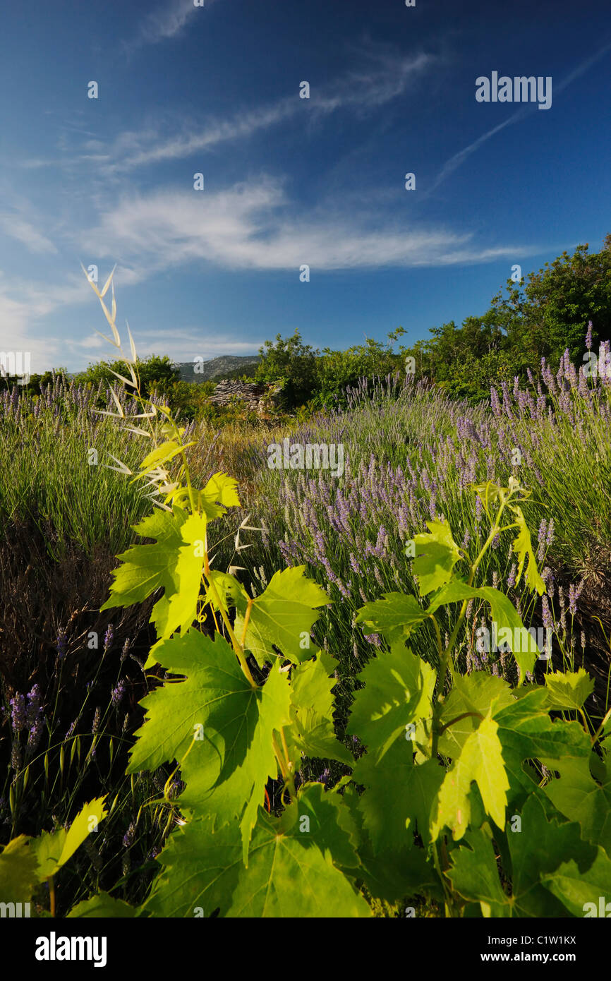 Blätter der Weinrebe Stockfoto