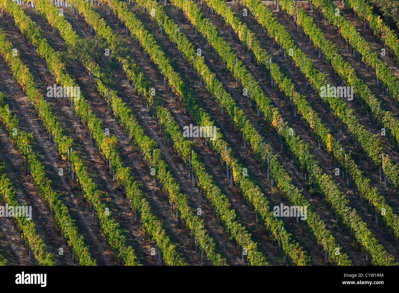 Linienmuster Weinberg Stockfoto