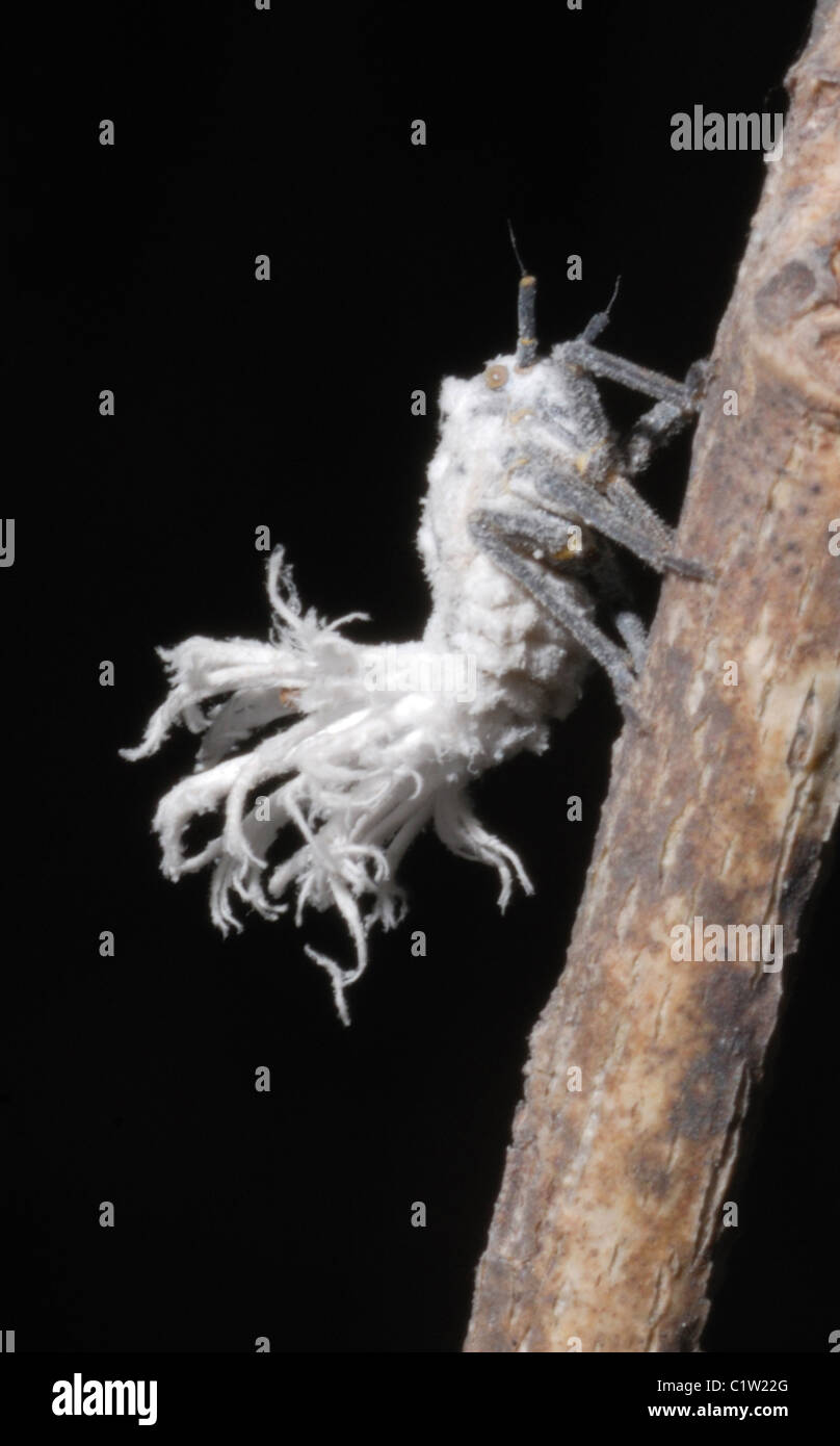 Seltsame Flatid Fehler (Leafhopper) Larve im Isalo Nationalpark, Madagaskar Stockfoto