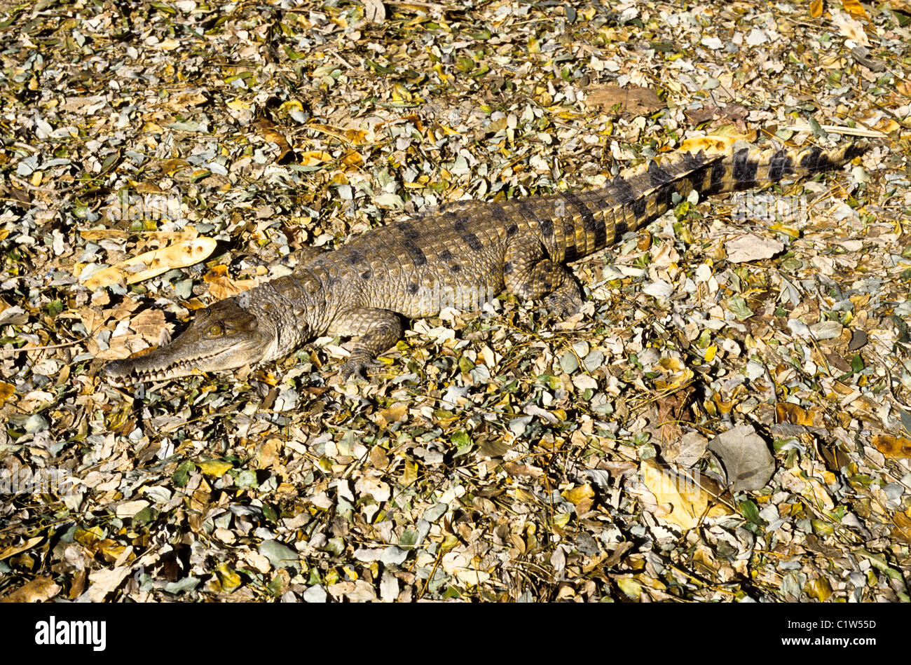 Nahaufnahme von einem Slender-Snouted Krokodil (Crocodylus Cataphractus) Stockfoto