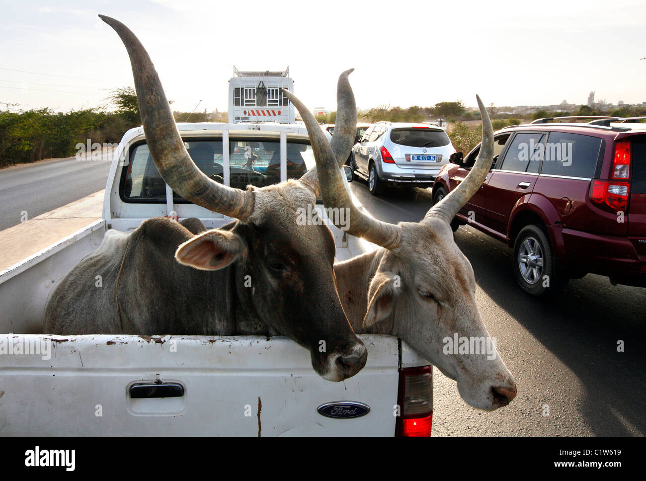 zwei Longhorn Kühe auf der Rückseite einen Pickup-Truck auf dem Weg zu einem Markt, Senegal, Afrika Stockfoto