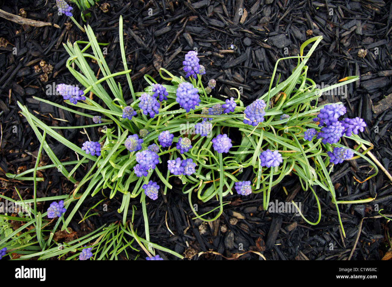 lila Krokus mit vielen grünen Blättern mit Schwarzkiefern Mulch im Hintergrund Stockfoto