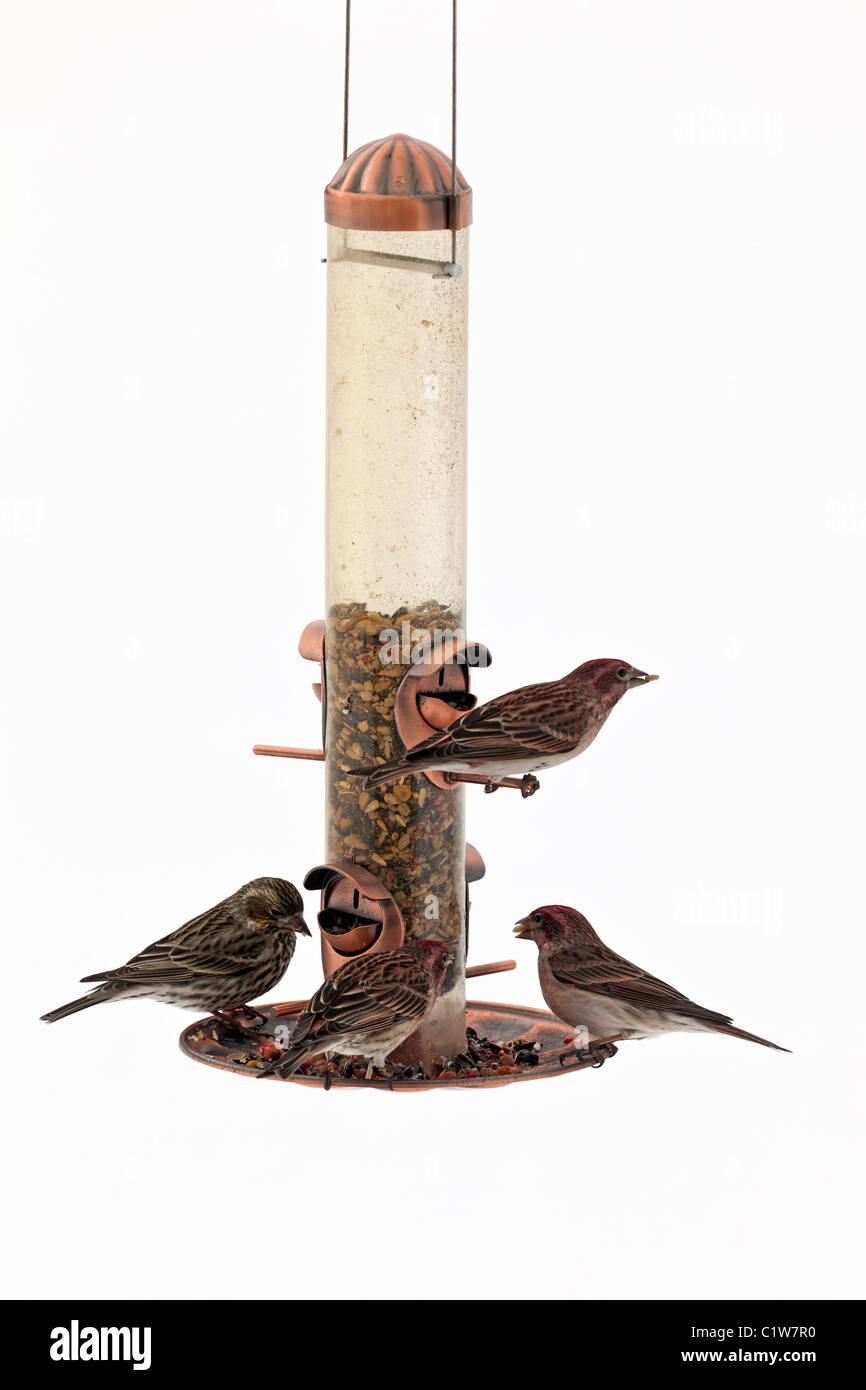 Spatzen im Schneesturm Vögel Haus Fink Fütterung auf Vogelhäuschen mit weißen Schnee Hintergrund. Stockfoto