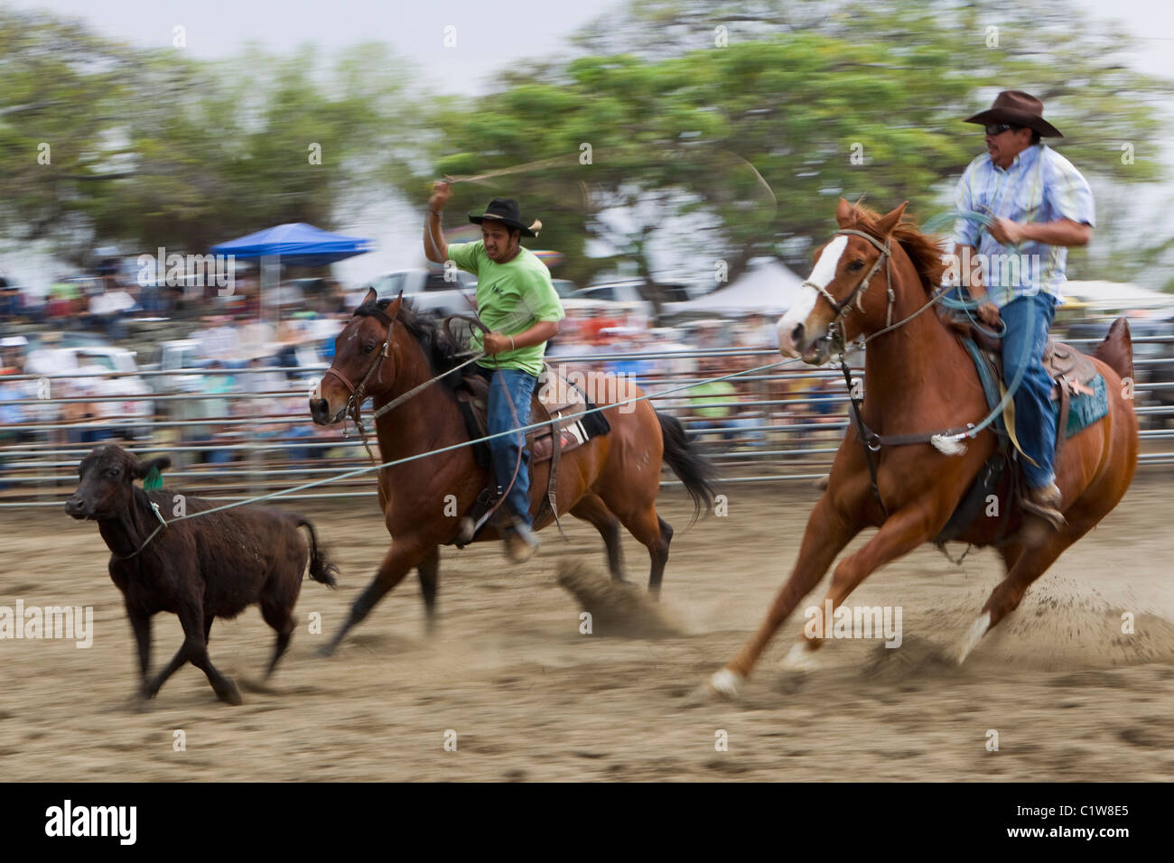 Hawaii, Team Ropers im Wettbewerb mit Rodeo-Veranstaltung Stockfoto