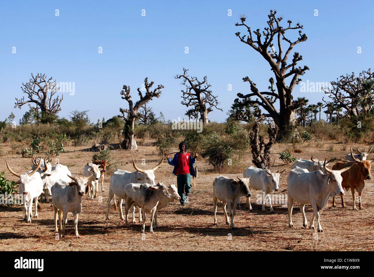 Hirte mit Rindern in Senegal Stockfoto