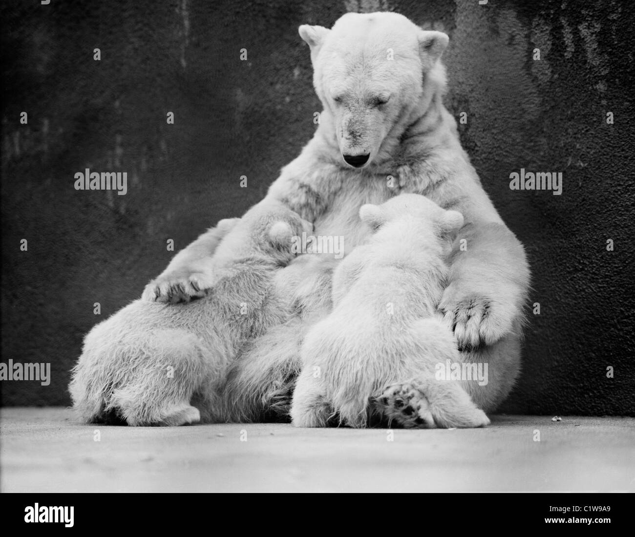 USA, Michigan, Detroit, Zoo, füttern ihre zwei jungen weiblichen Eisbären (Ursus Maritimus) Stockfoto
