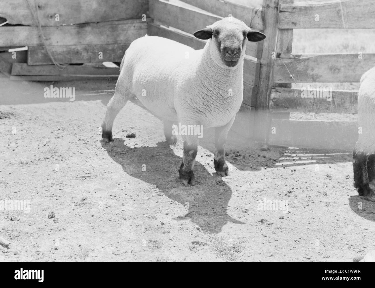 Schaf stehend in tierischen Stift Stockfoto