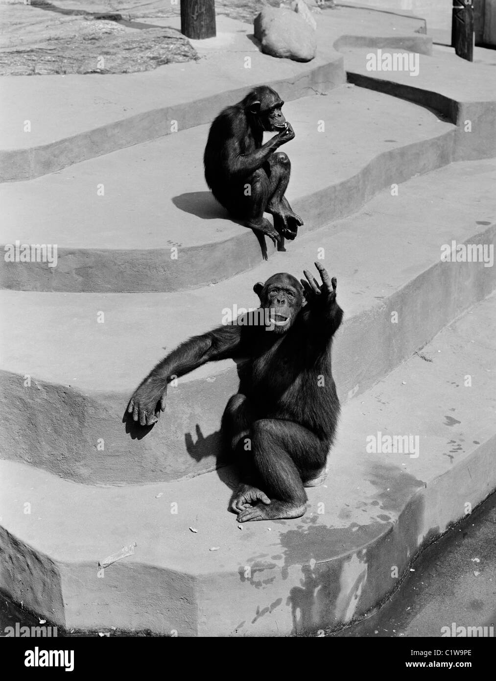 Affen im Zoo Stockfoto