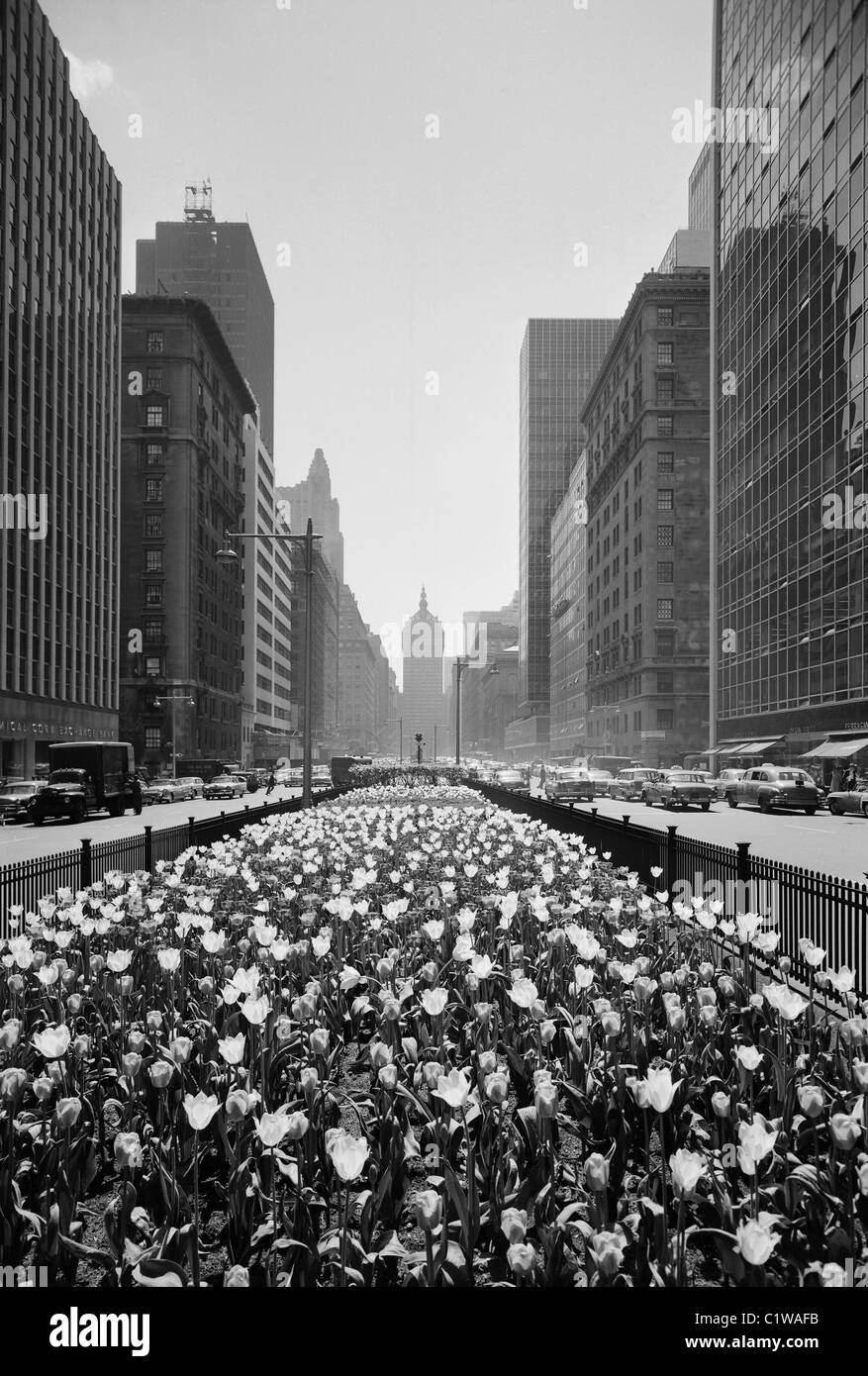 USA, New York State, New York City, 56th Street und Park Avenue Tulpen im Mittelstreifen Stockfoto