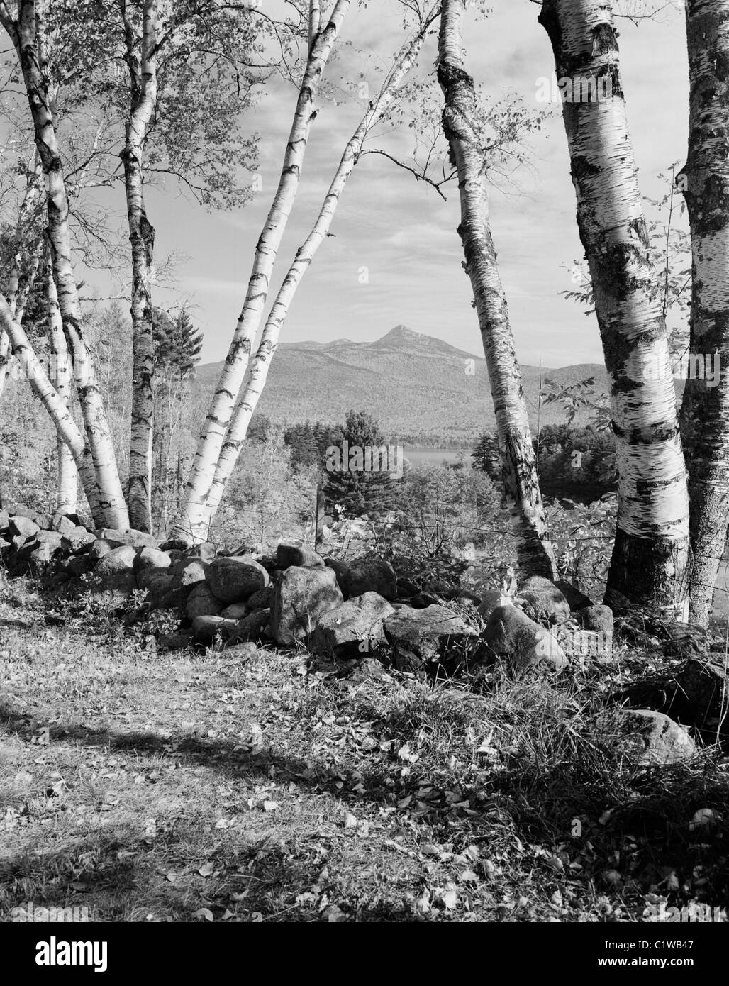 USA, New Hampshire, Chocorua, Mount Chocorua durch Birken Stockfoto