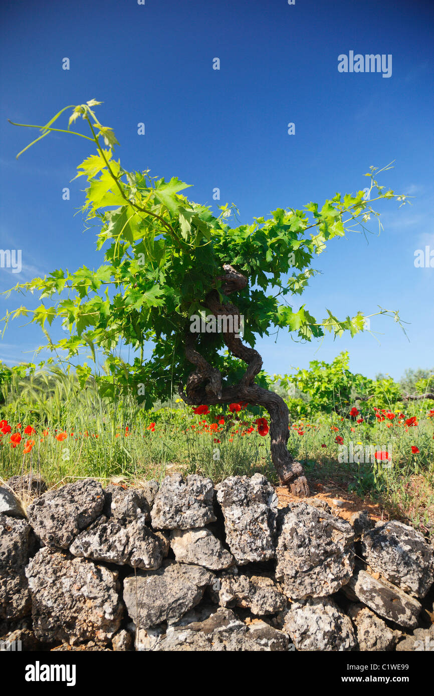 Weinberg mit Mohn in Kroatien Stockfoto