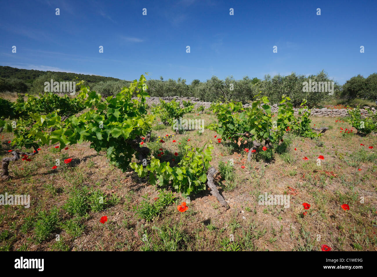 Weinberg mit Mohn auf der Insel Hvar Stockfoto
