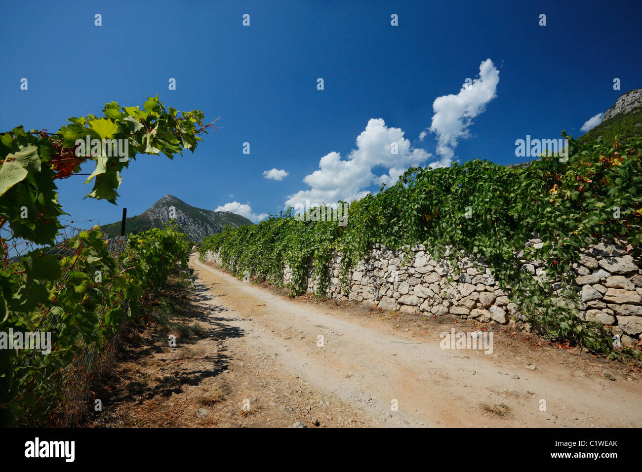 Weinberg Straße auf Peljesac Stockfoto