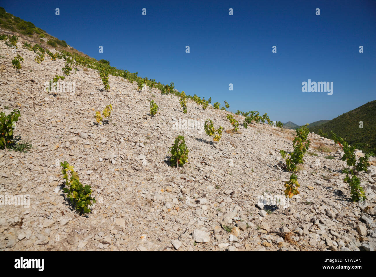 Junger Weinberg auf dem Hügel, Peljesac Stockfoto