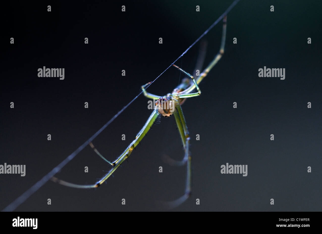 Spinnenarten, Silber Vlei, Gattung Leucauge, Livingstone, Sambia Stockfoto