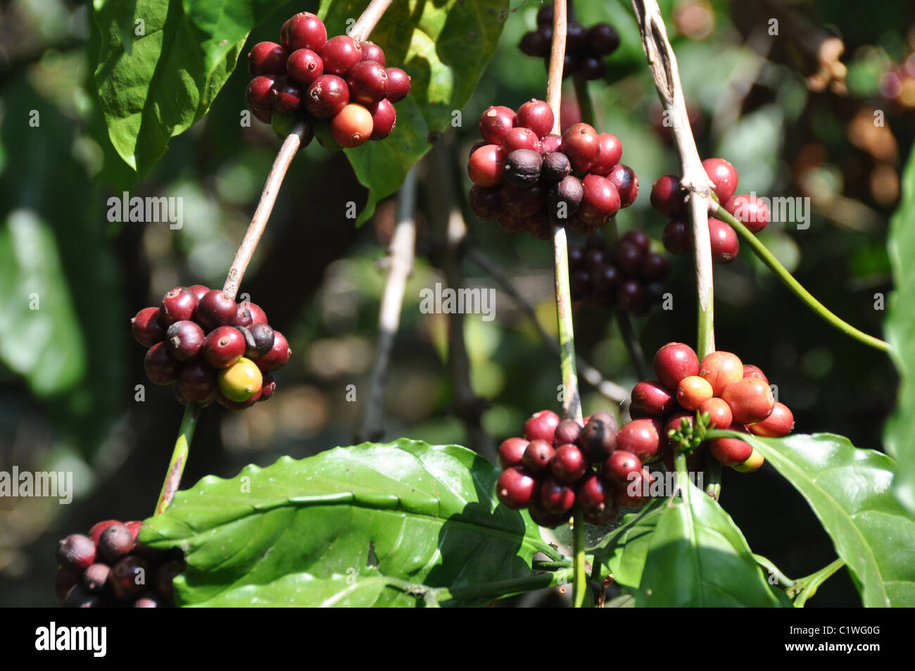 Robuste Kaffeepflanzen im südlichen Staat Karnataka Stockfoto