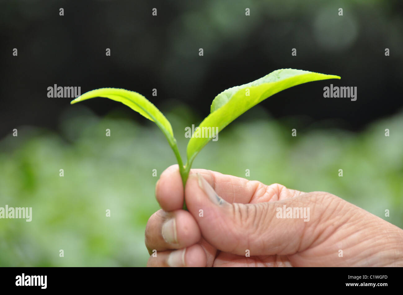 Tee-Gärten in Süd-Indien-Asien Stockfoto