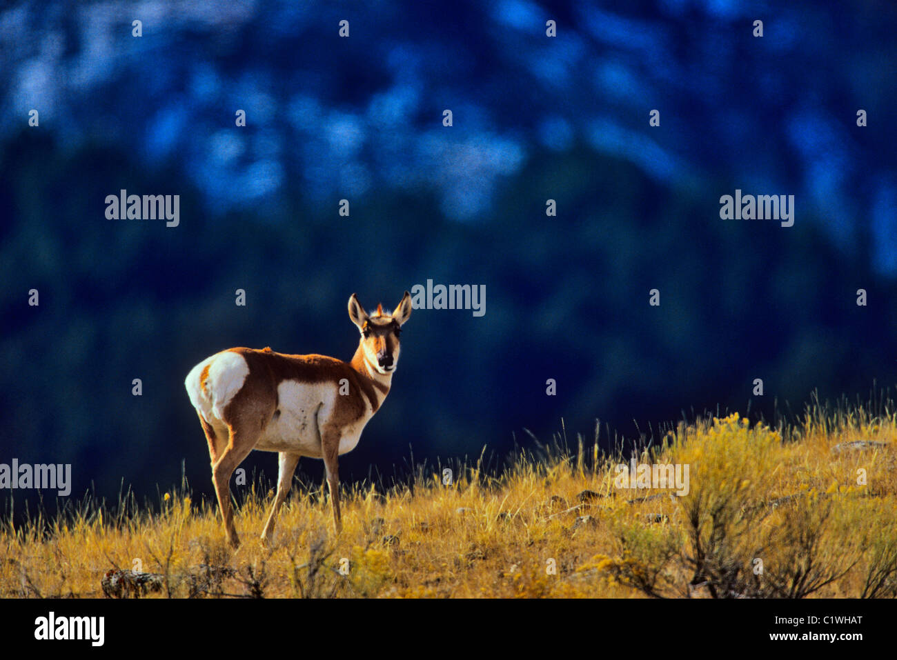 Antilope stehend in einem Feld, Yellowstone-Nationalpark, Wyoming, USA Stockfoto