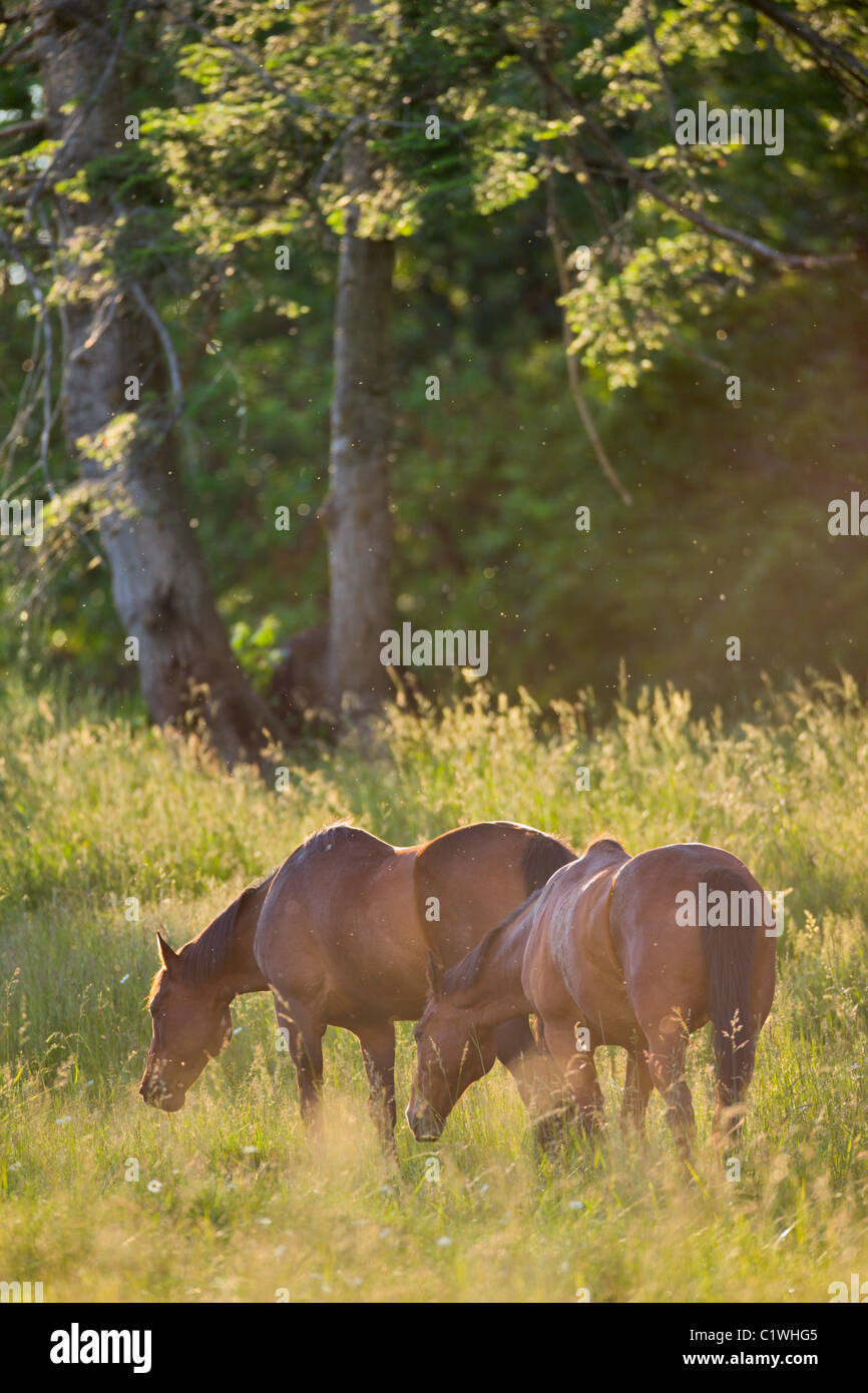 Pferde grasen auf einer Weide, Victoria, Vancouver Island, British Columbia, Kanada Stockfoto
