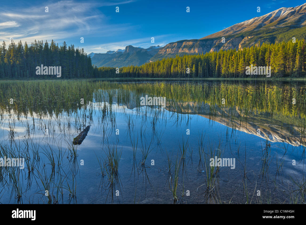 Reflexion der Bäume im Wasser, Buck Lake, Jasper Nationalpark, Alberta, Kanada Stockfoto