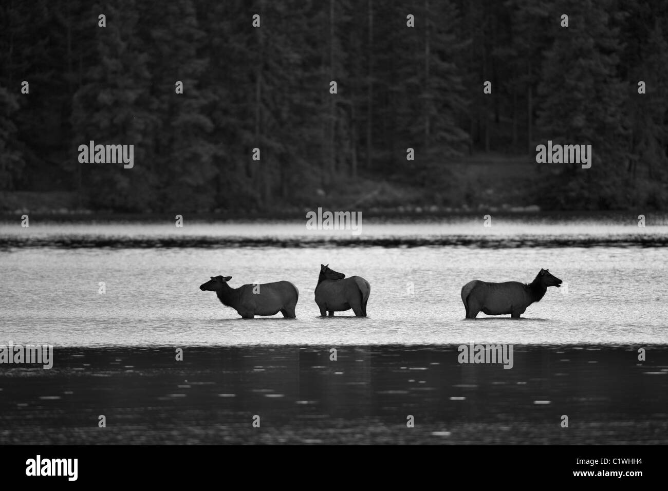 Elche (Cervus Elaphus) in einen See, Lake Annette, Jasper Nationalpark, Alberta, Kanada Stockfoto